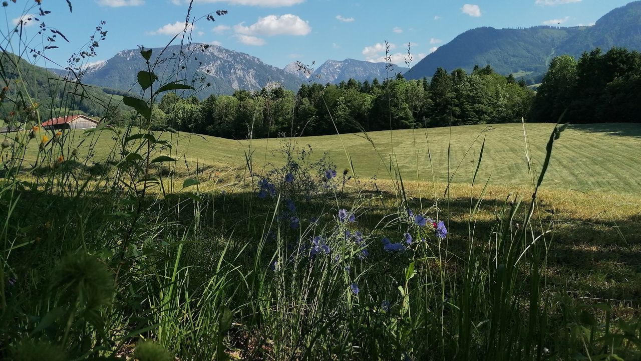 Unsere Wiesen hinterm Haus Unsere Wiesen hinterm Haus